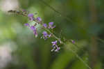 Nakedflower ticktrefoil